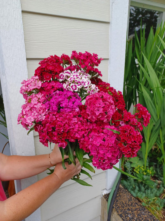 Dianthus barbatus/Sweet William