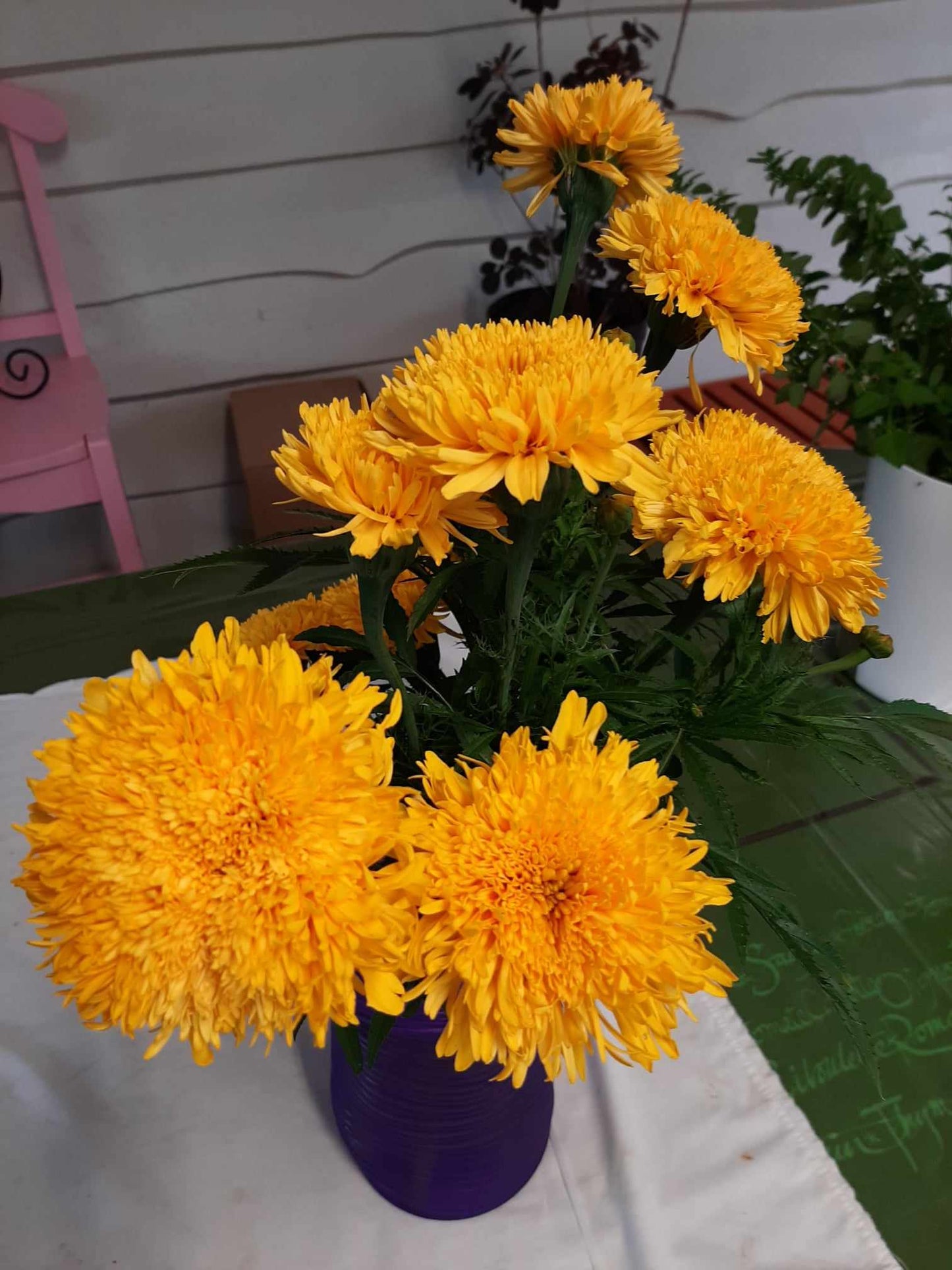 Mexican marigolds "Fantastic" orange