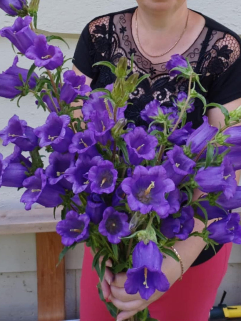 Canterbury Bells mix colors
