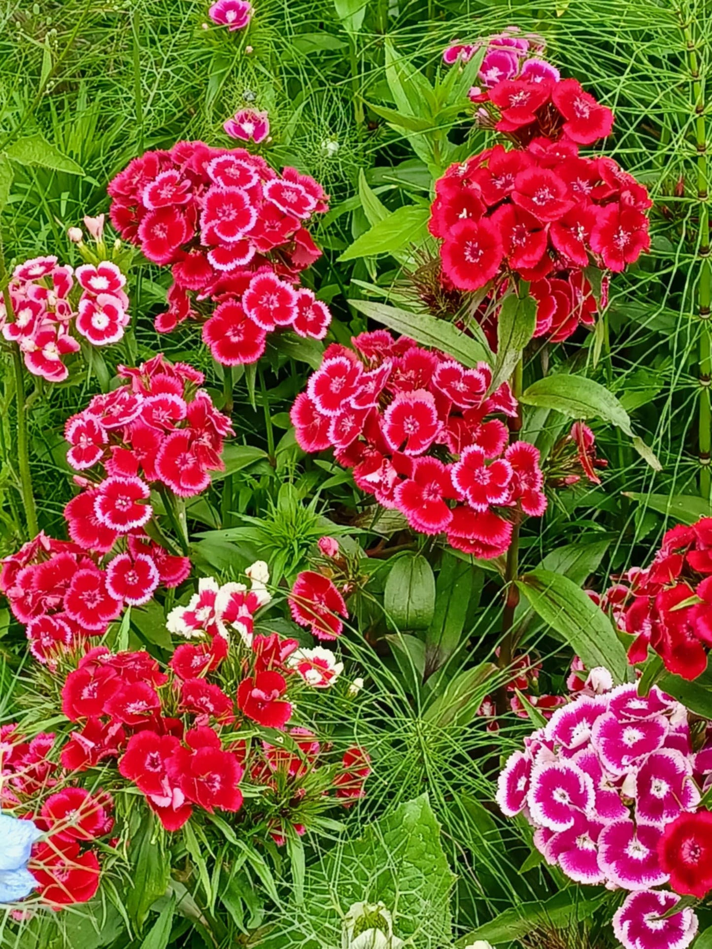 Dianthus barbatus/Sweet William