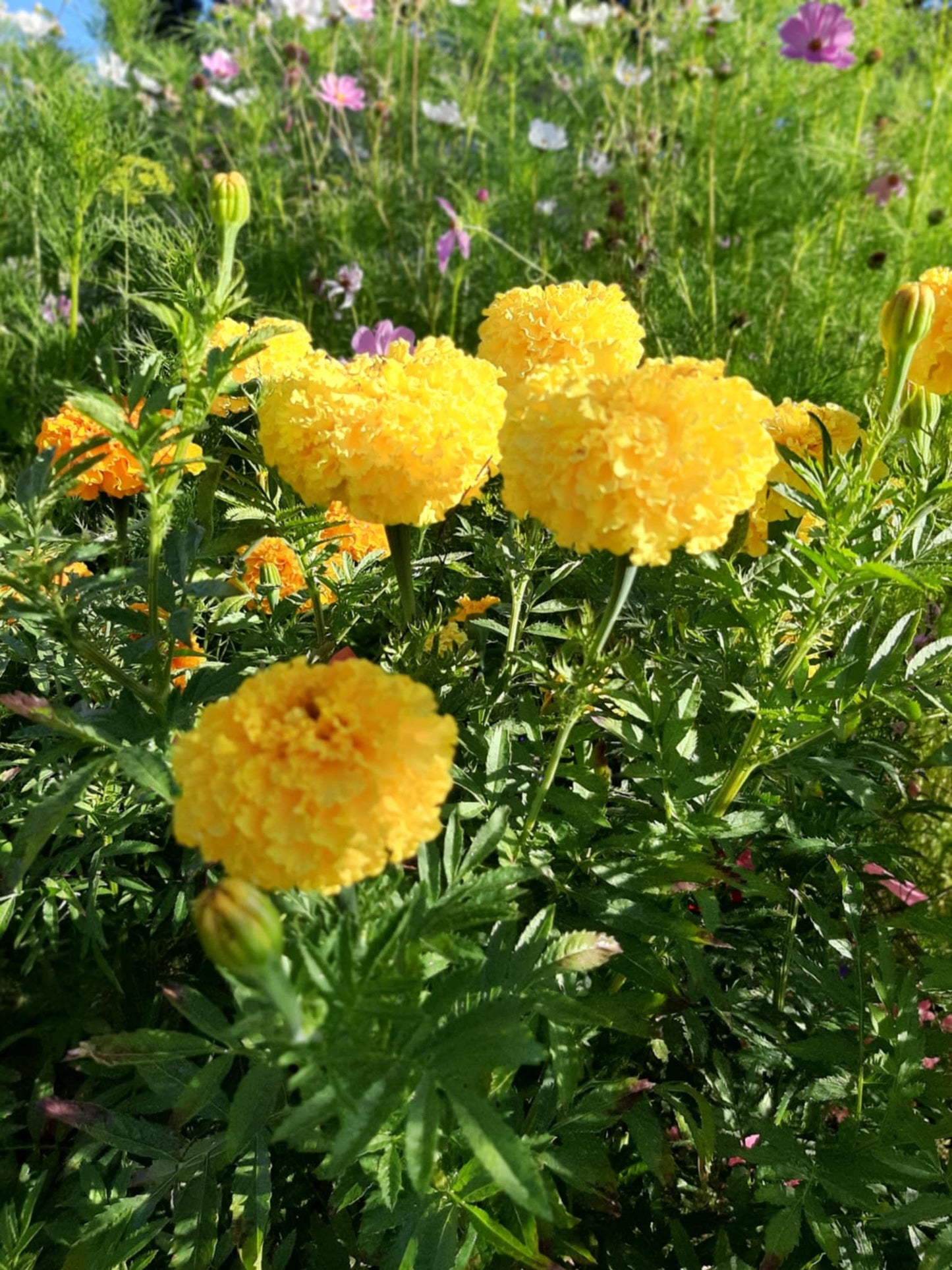 Mexican Marigolds pastel color/Tagetes erecta