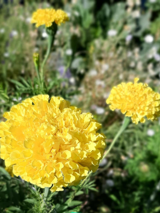 Mexican Marigolds pastel color/Tagetes erecta
