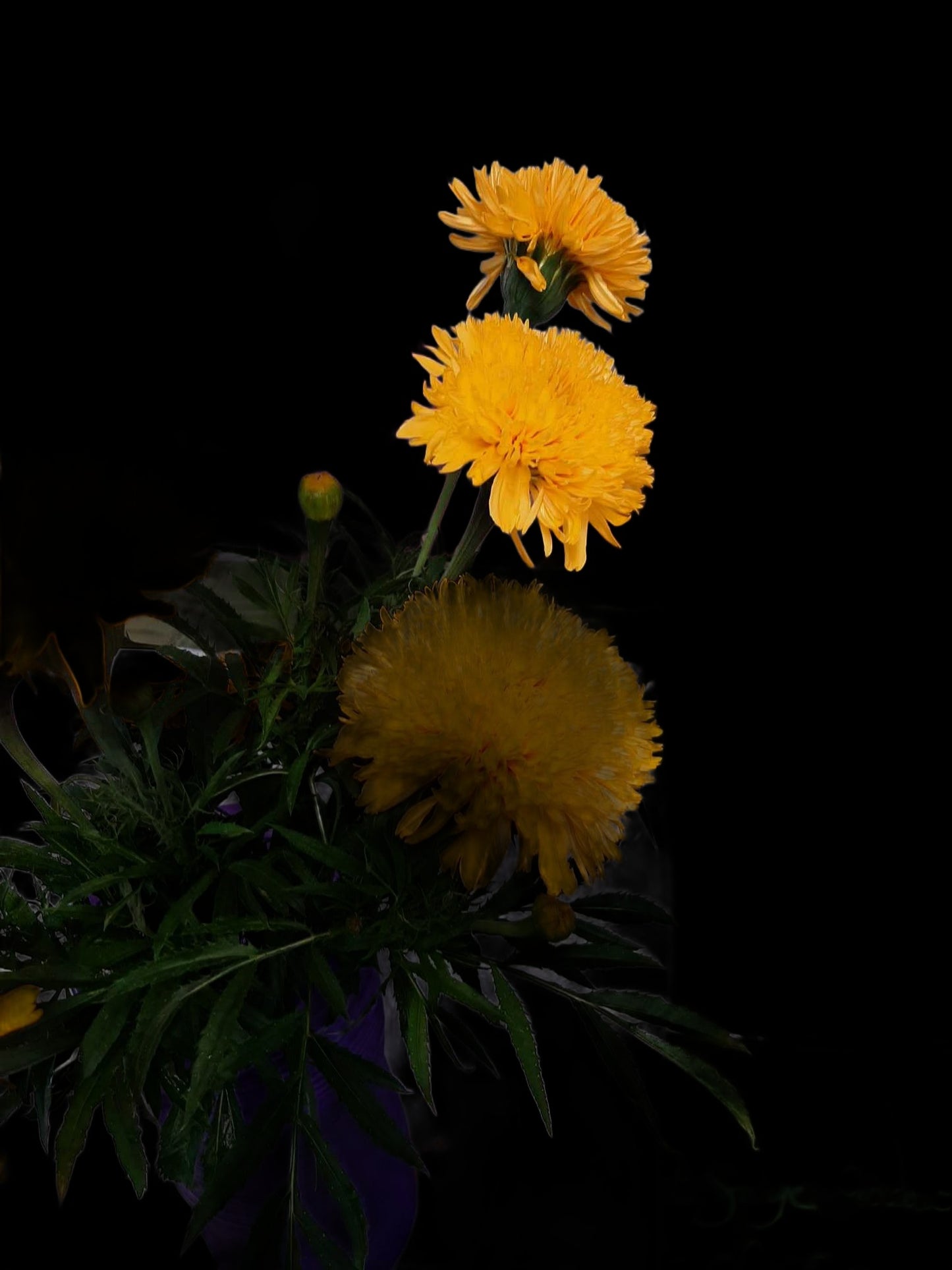 Mexican marigolds "Fantastic" orange