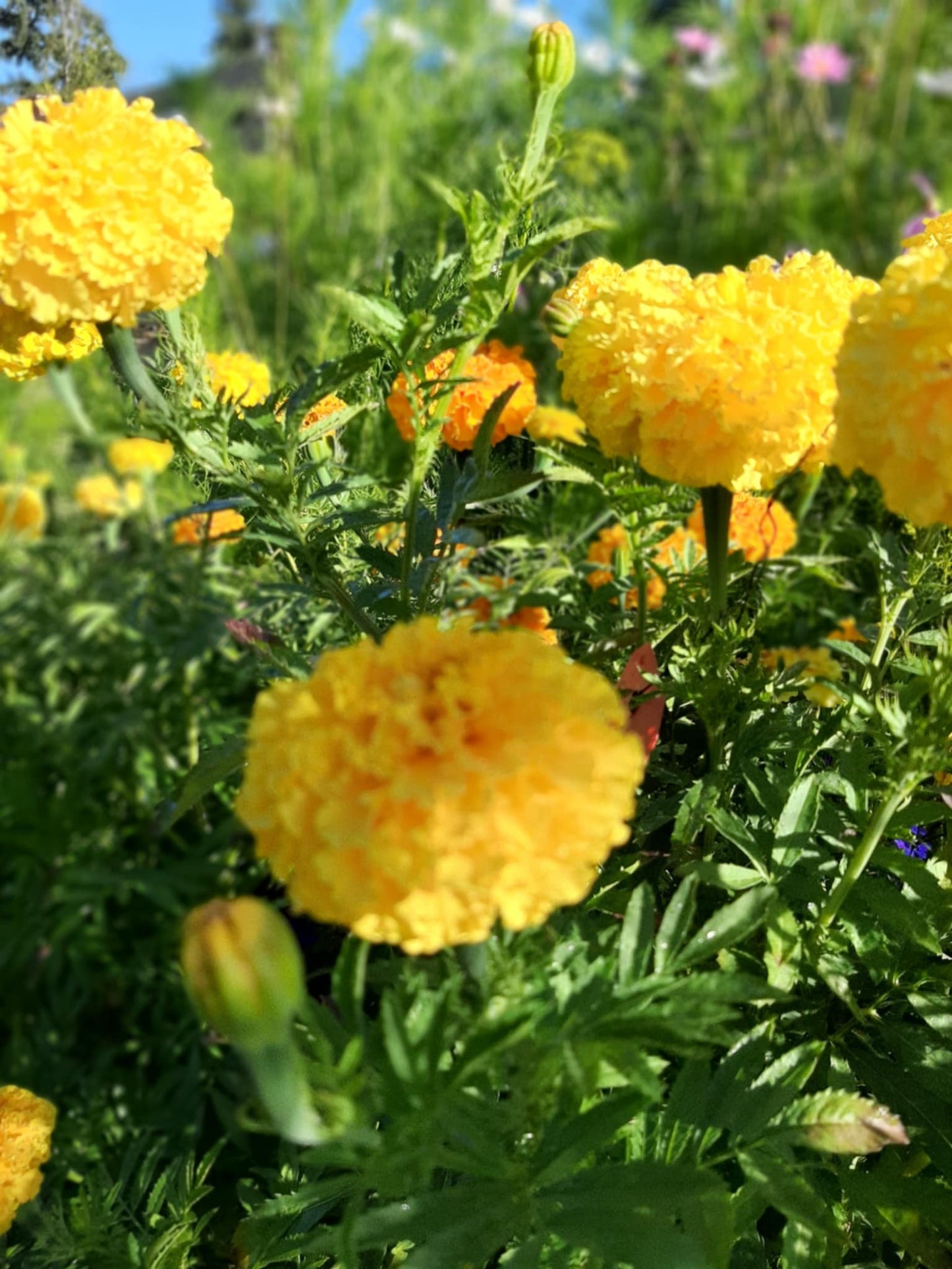 Mexican Marigolds pastel color/Tagetes erecta