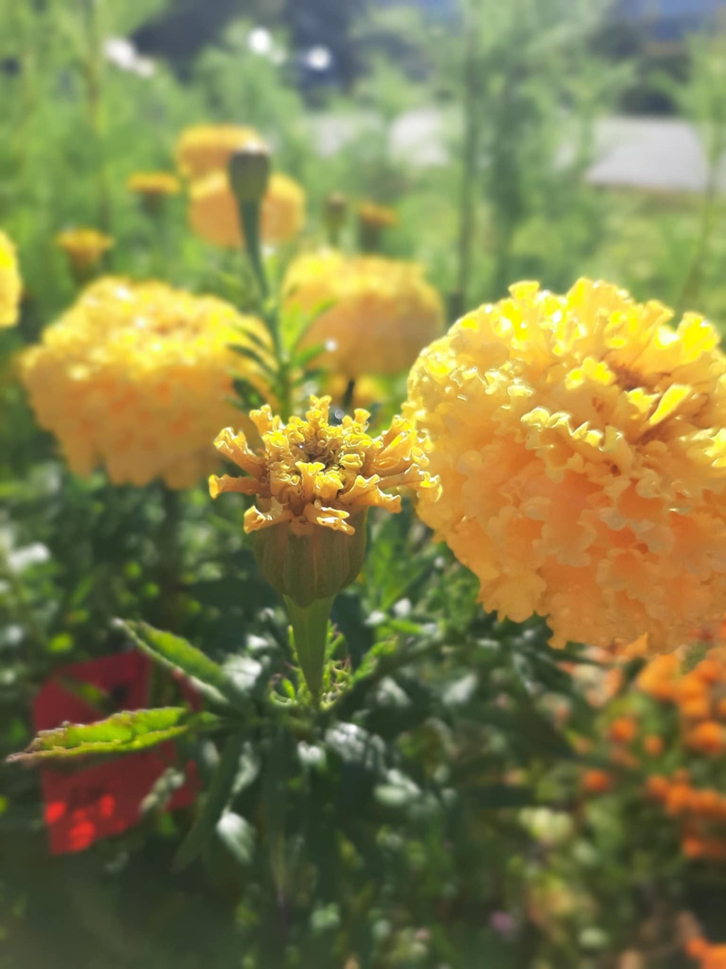 Mexican Marigolds pastel color/Tagetes erecta