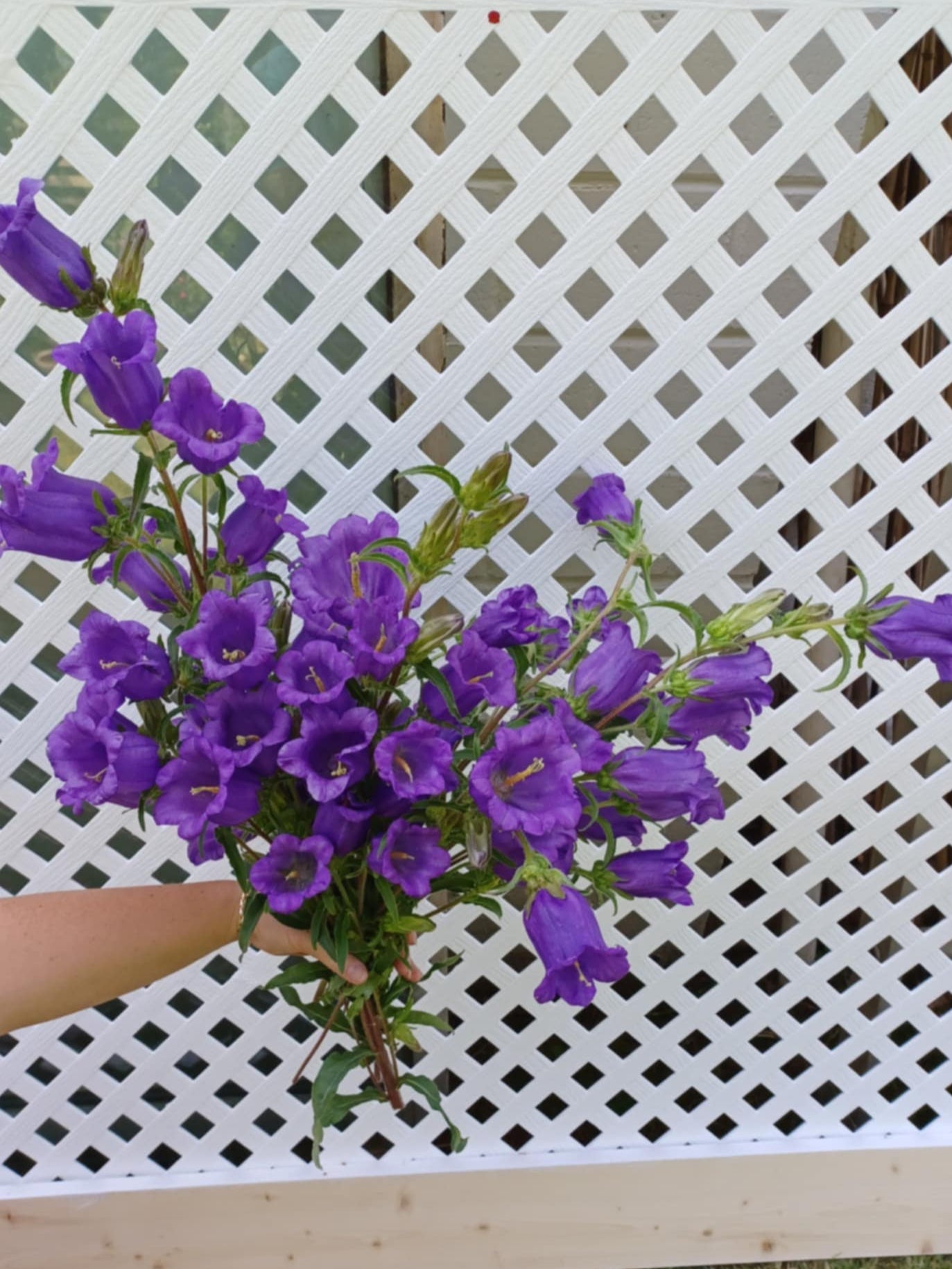 Canterbury Bells mix colors