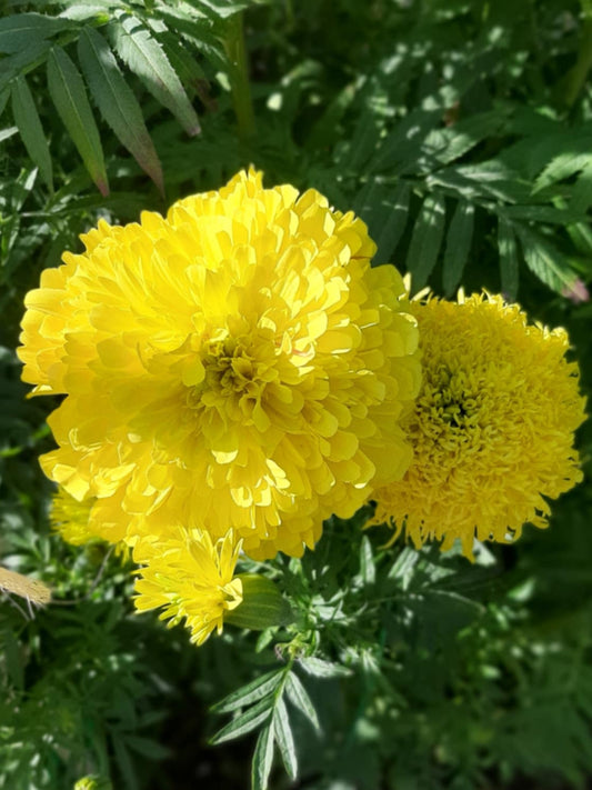 Mexican marigolds "Lemon Prince"