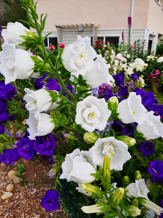 Canterbury Bells mix colors