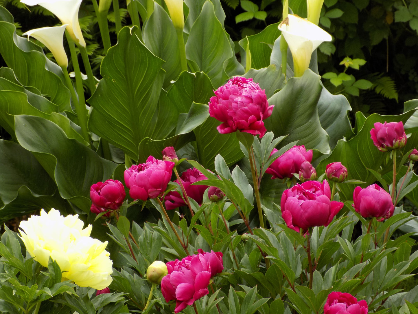 Peony Collection