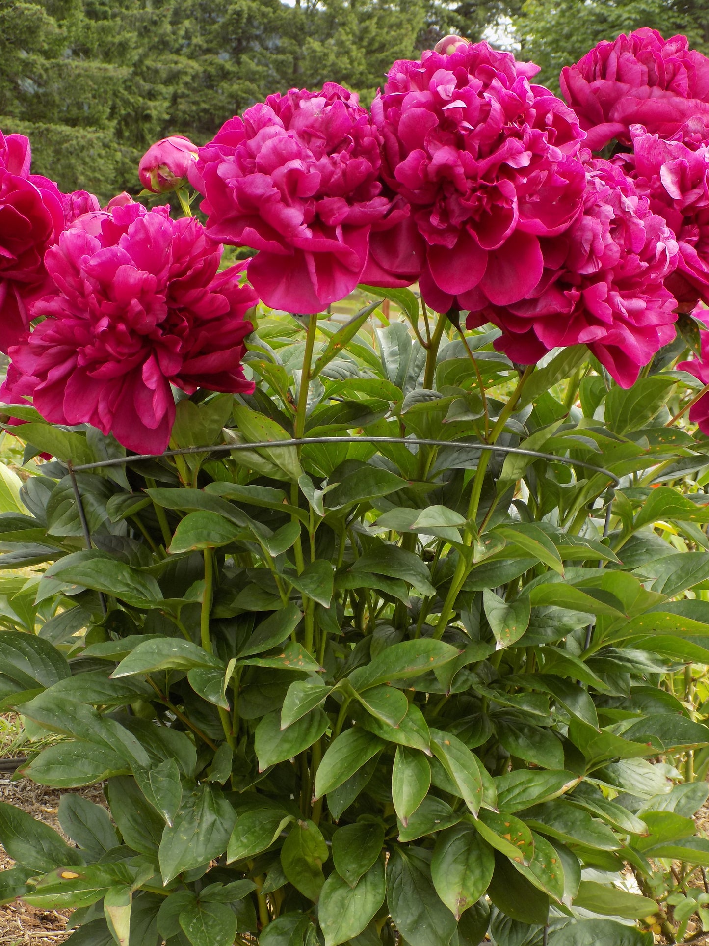 Burgundy peony