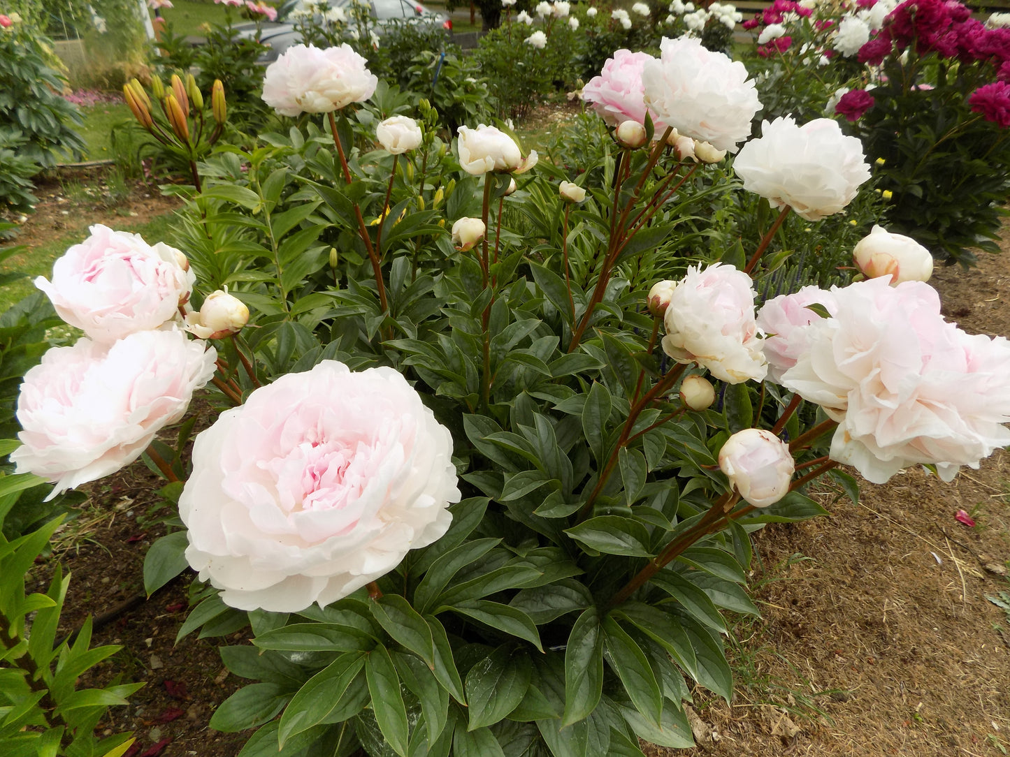 Lady Orchid peony