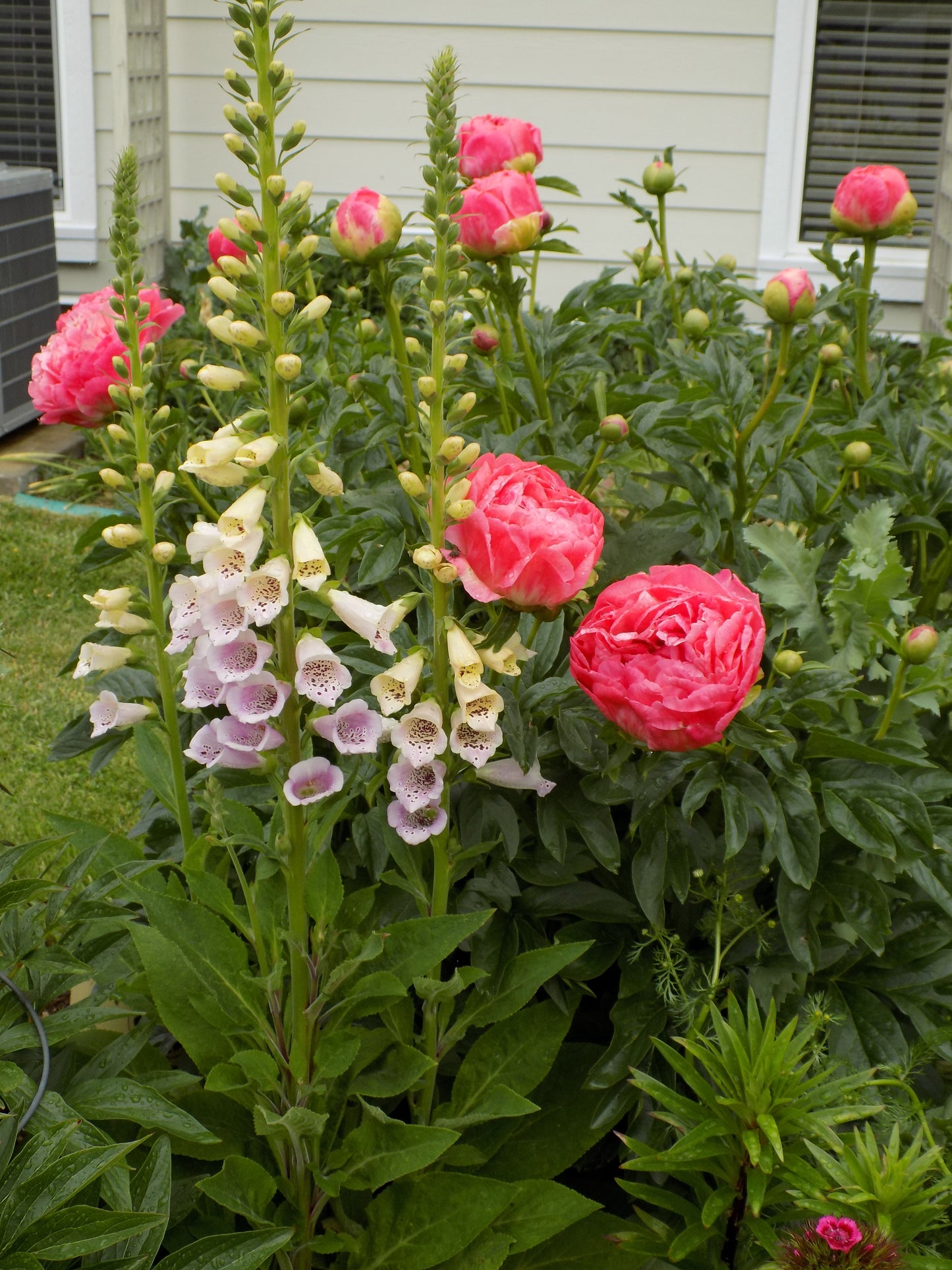 Peony Collection