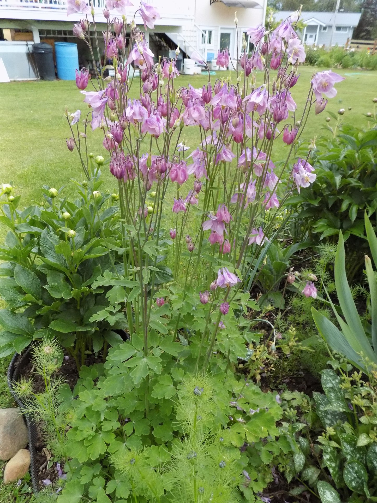 Aquilegia vulgaris (columbine) Lavender