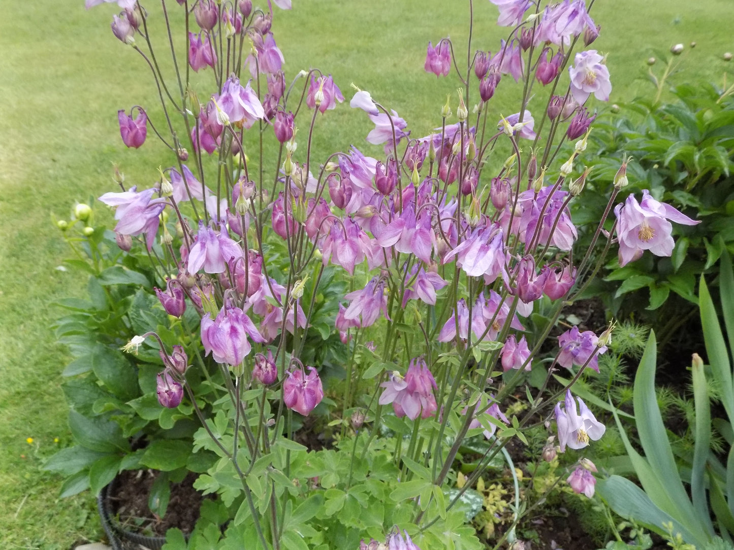 Aquilegia vulgaris (columbine) Lavender