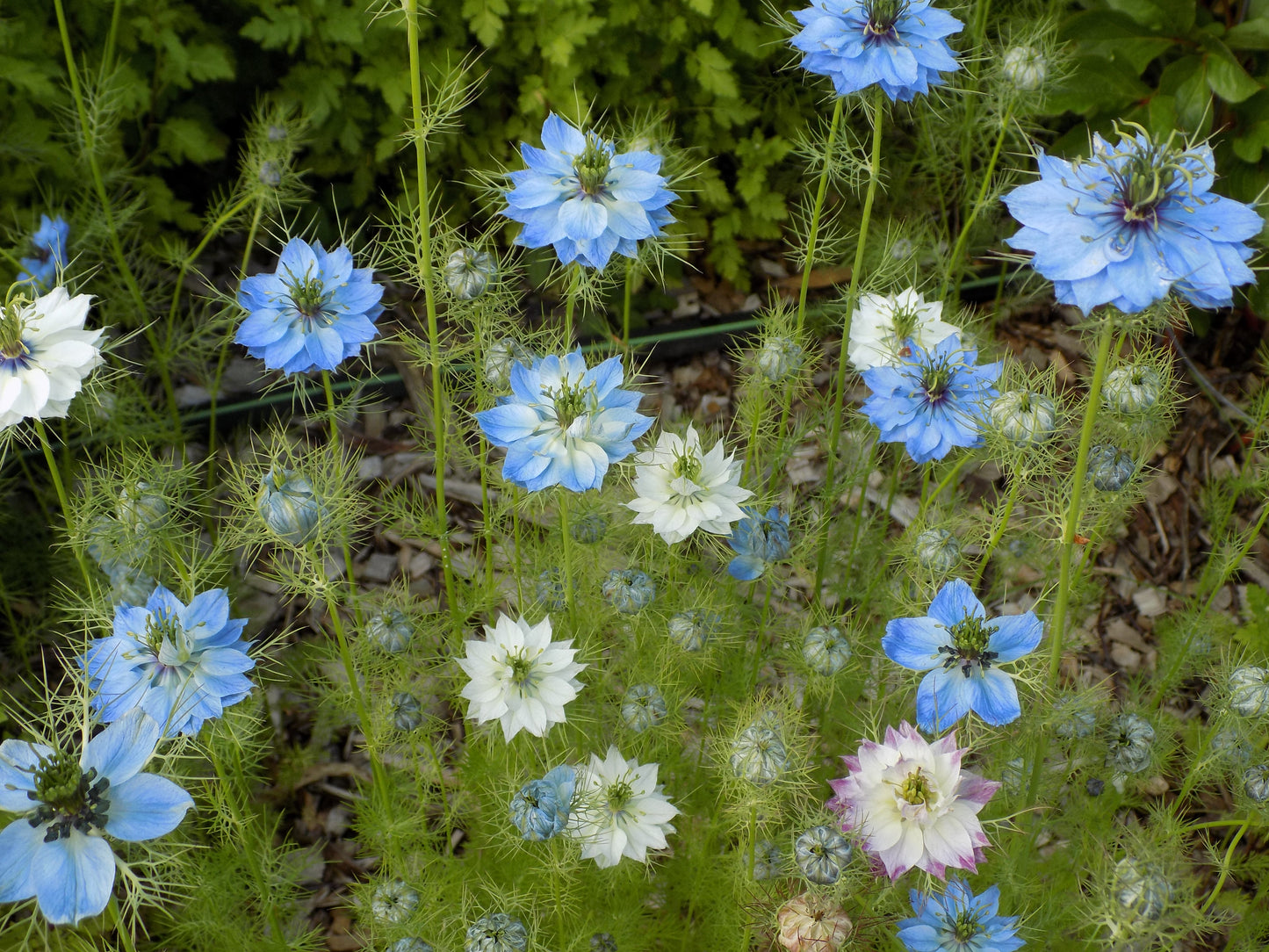 Nigella Blue double
