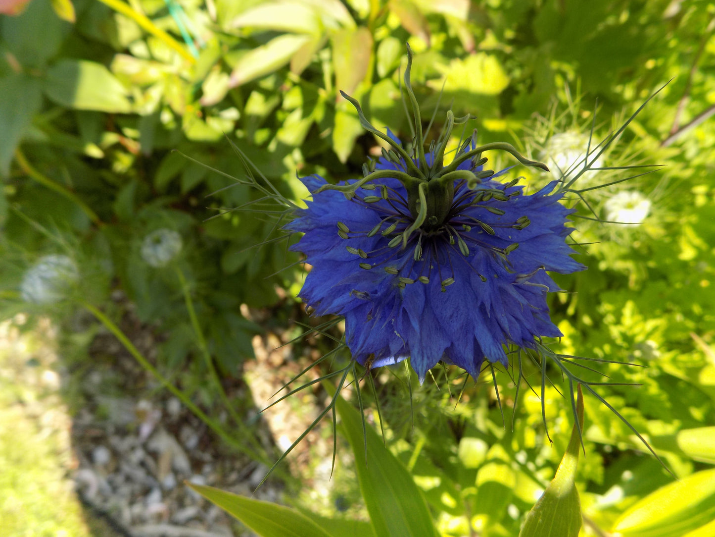 Nigella Blue double