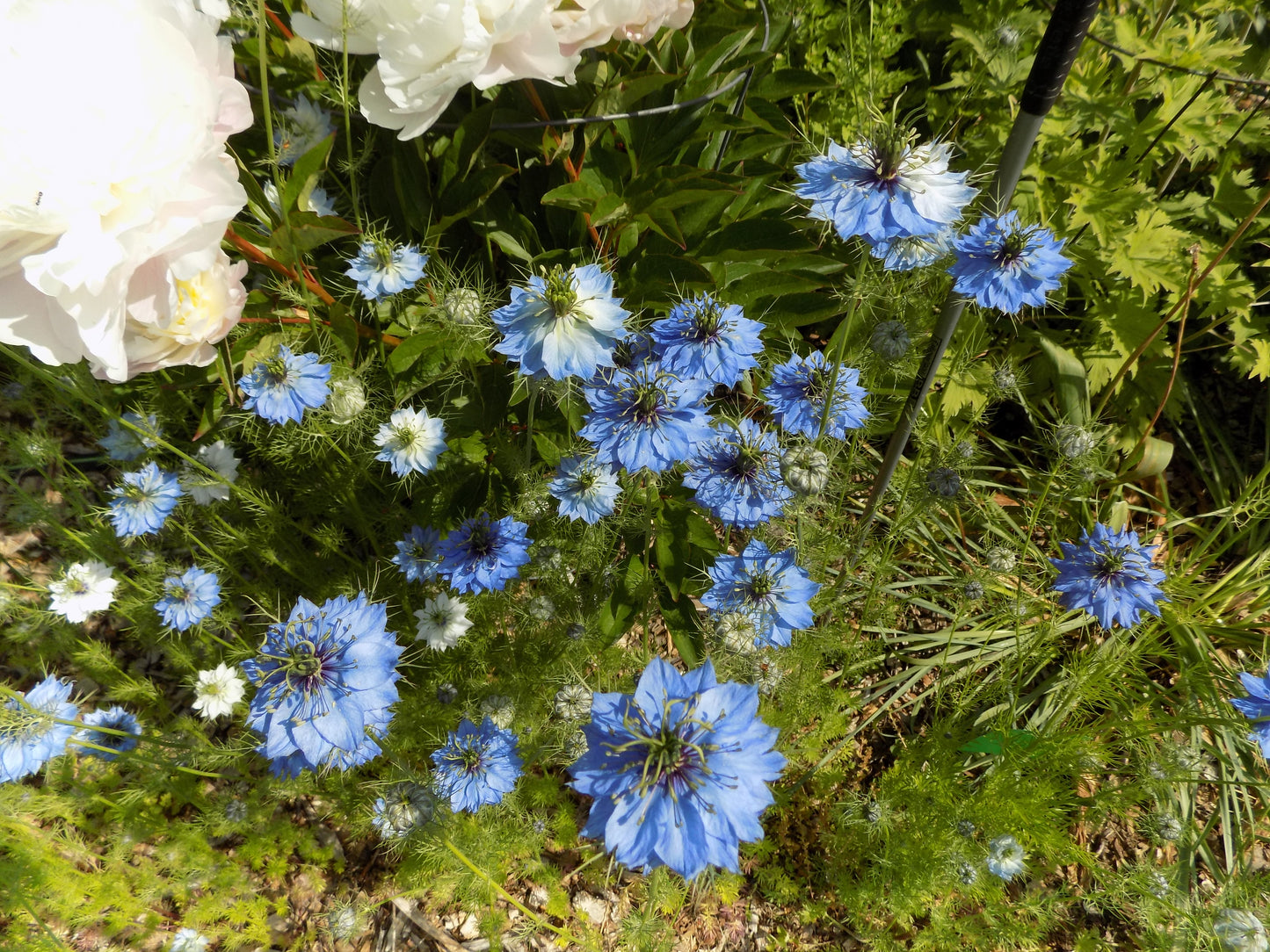 Nigella Blue double
