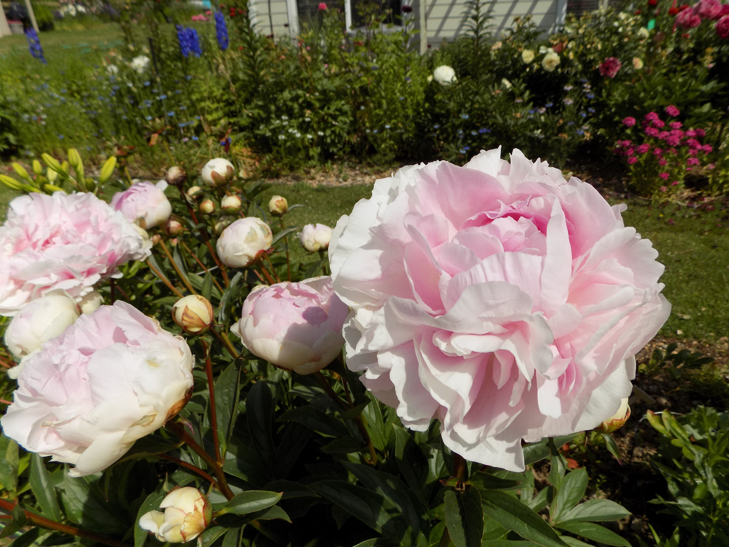 Lady Orchid peony