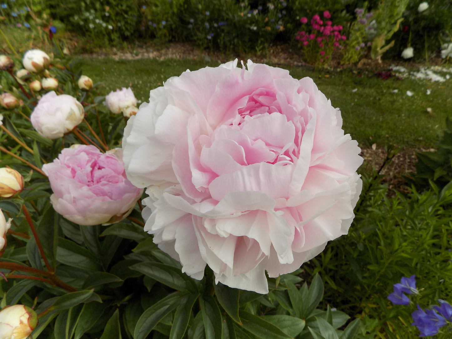 Lady Orchid peony