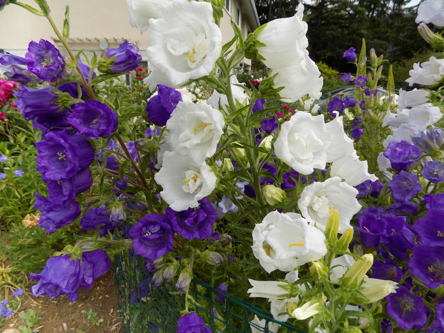 Canterbury Bells mix colors