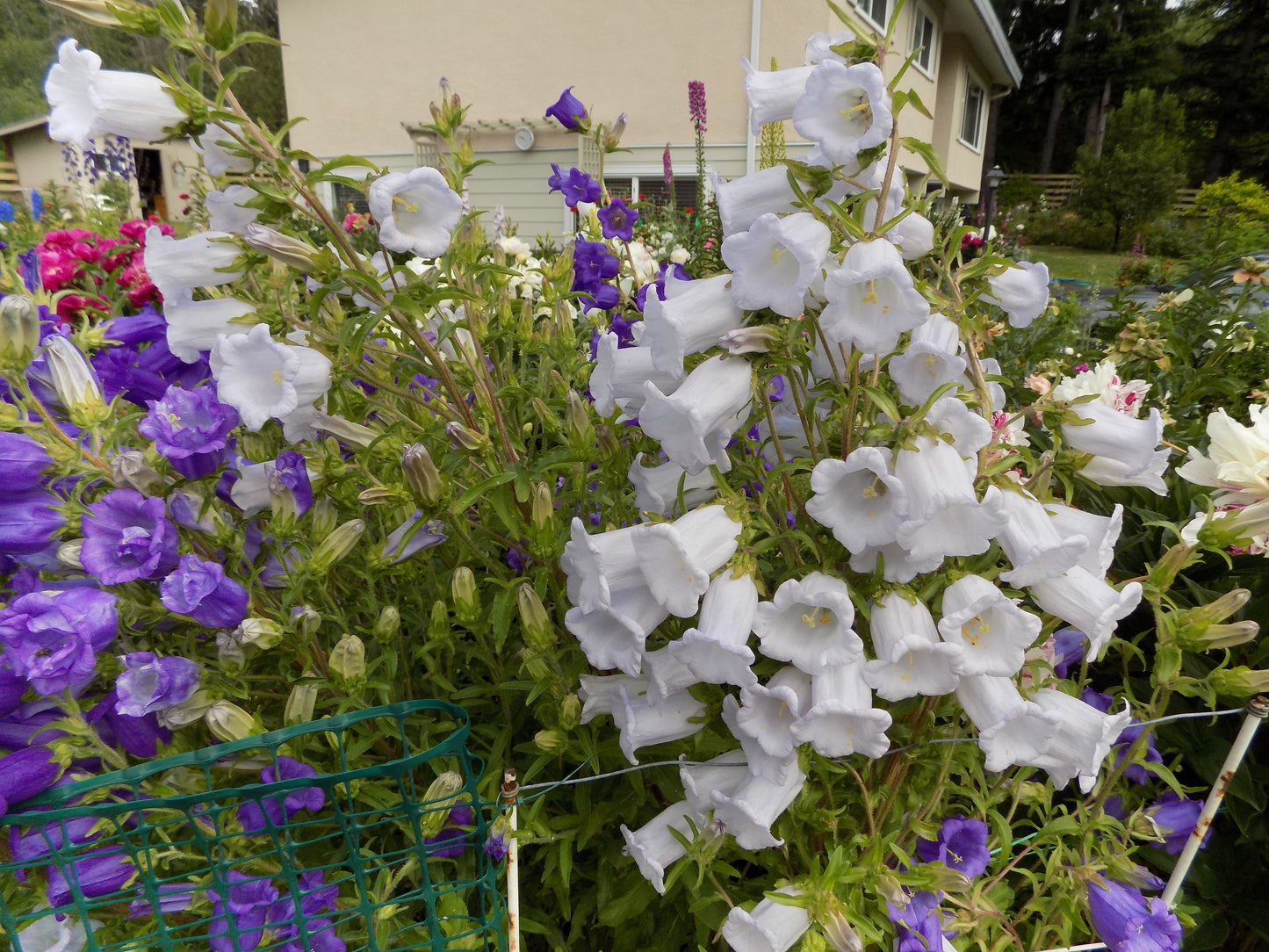 Canterbury Bells mix colors