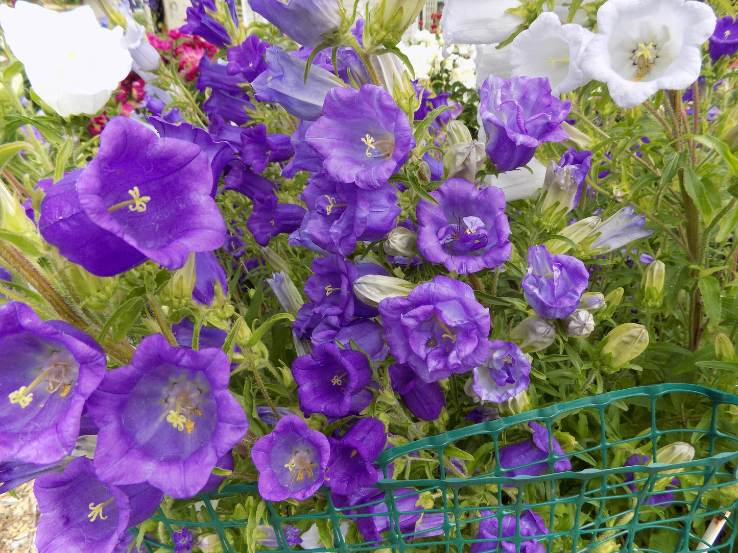 Canterbury Bells mix colors