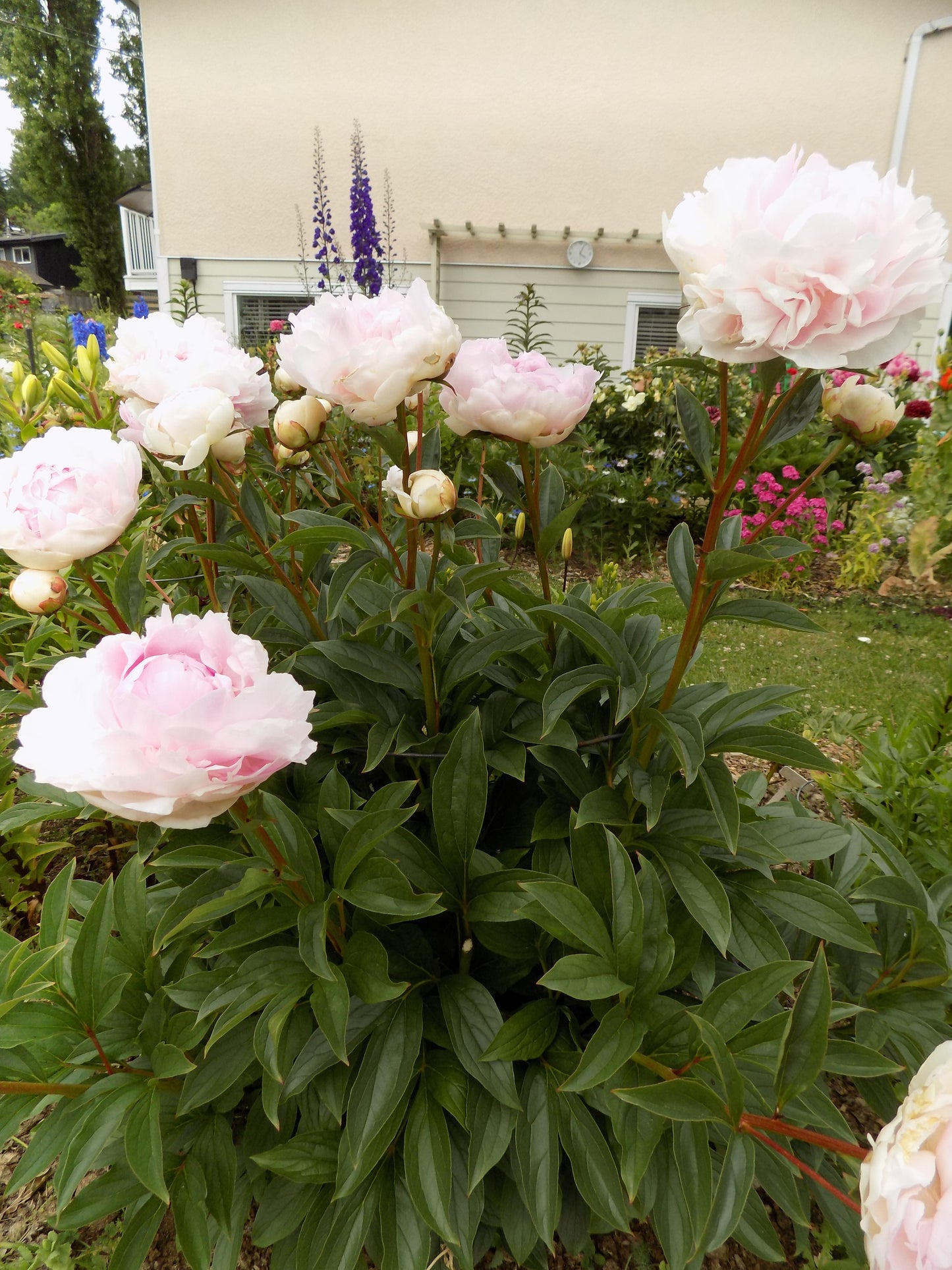 Lady Orchid peony