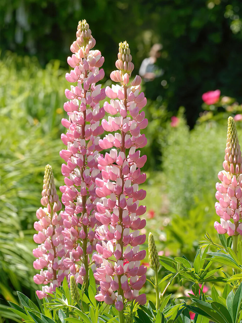 Lupin light pink color