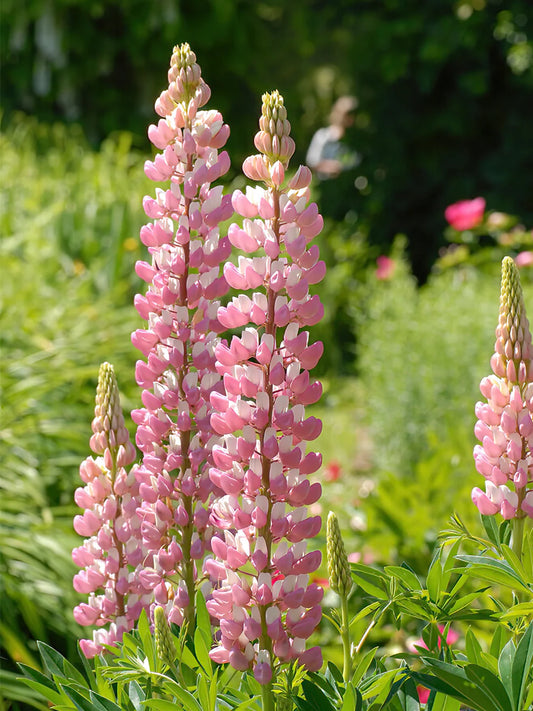 Lupin light pink color