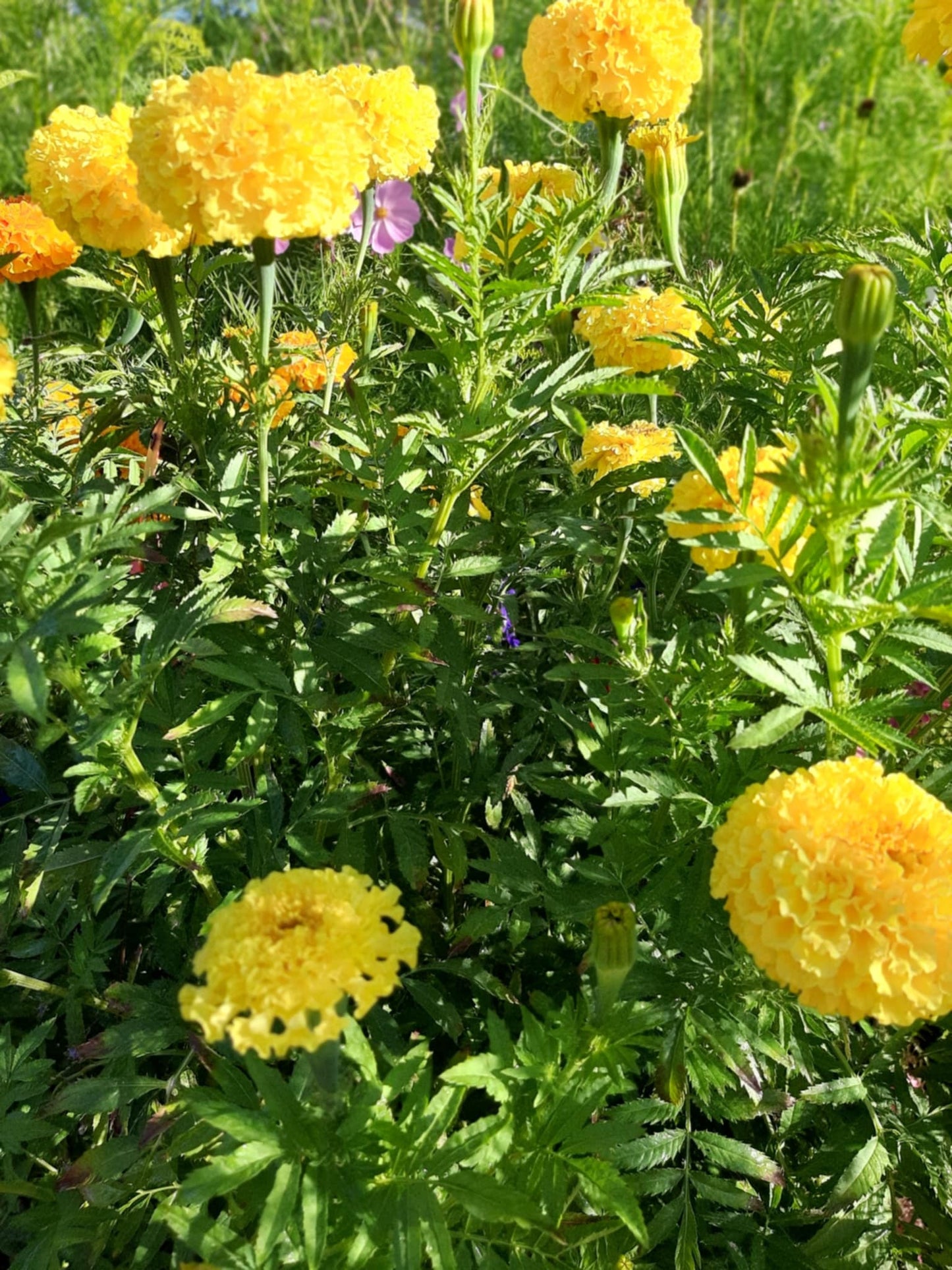 Mexican Marigolds pastel color/Tagetes erecta