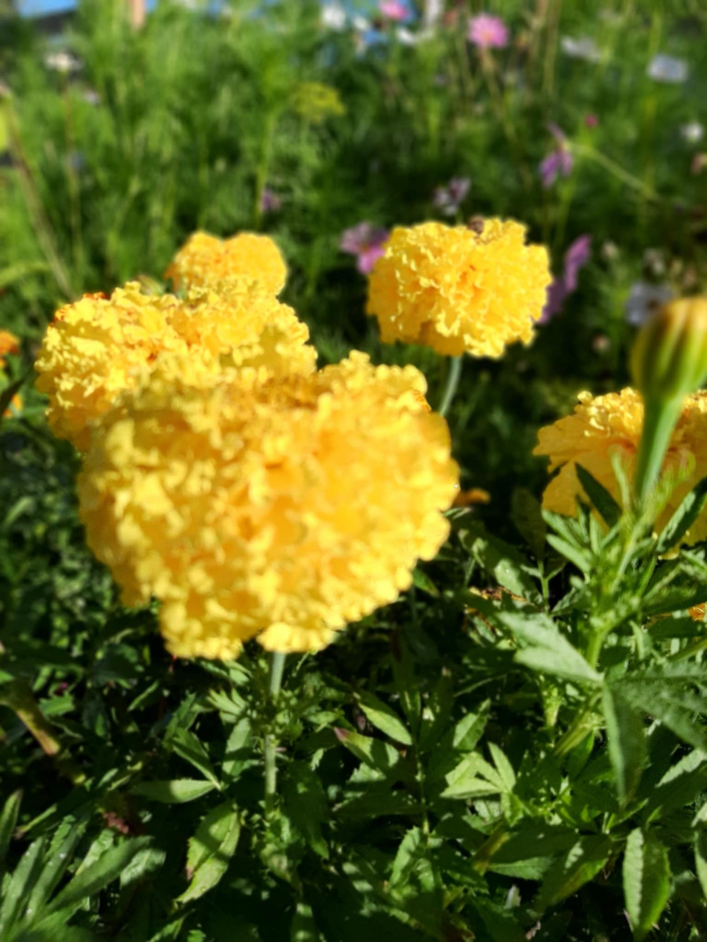 Mexican Marigolds pastel color/Tagetes erecta