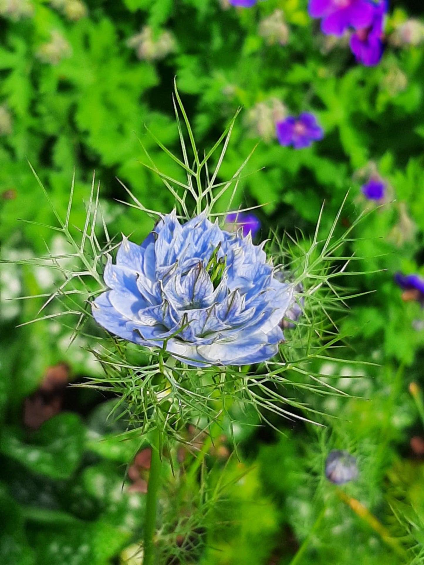 Nigella Blue double