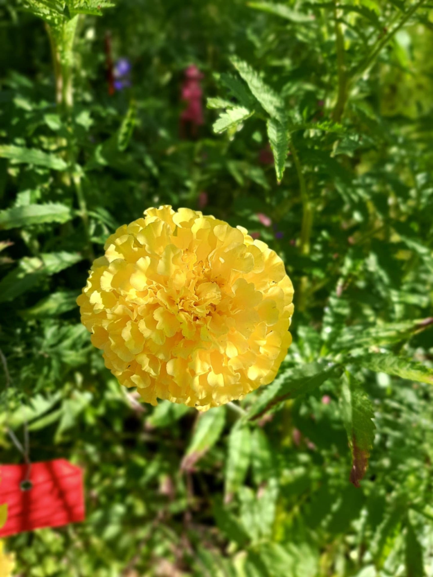 Mexican Marigolds pastel color/Tagetes erecta
