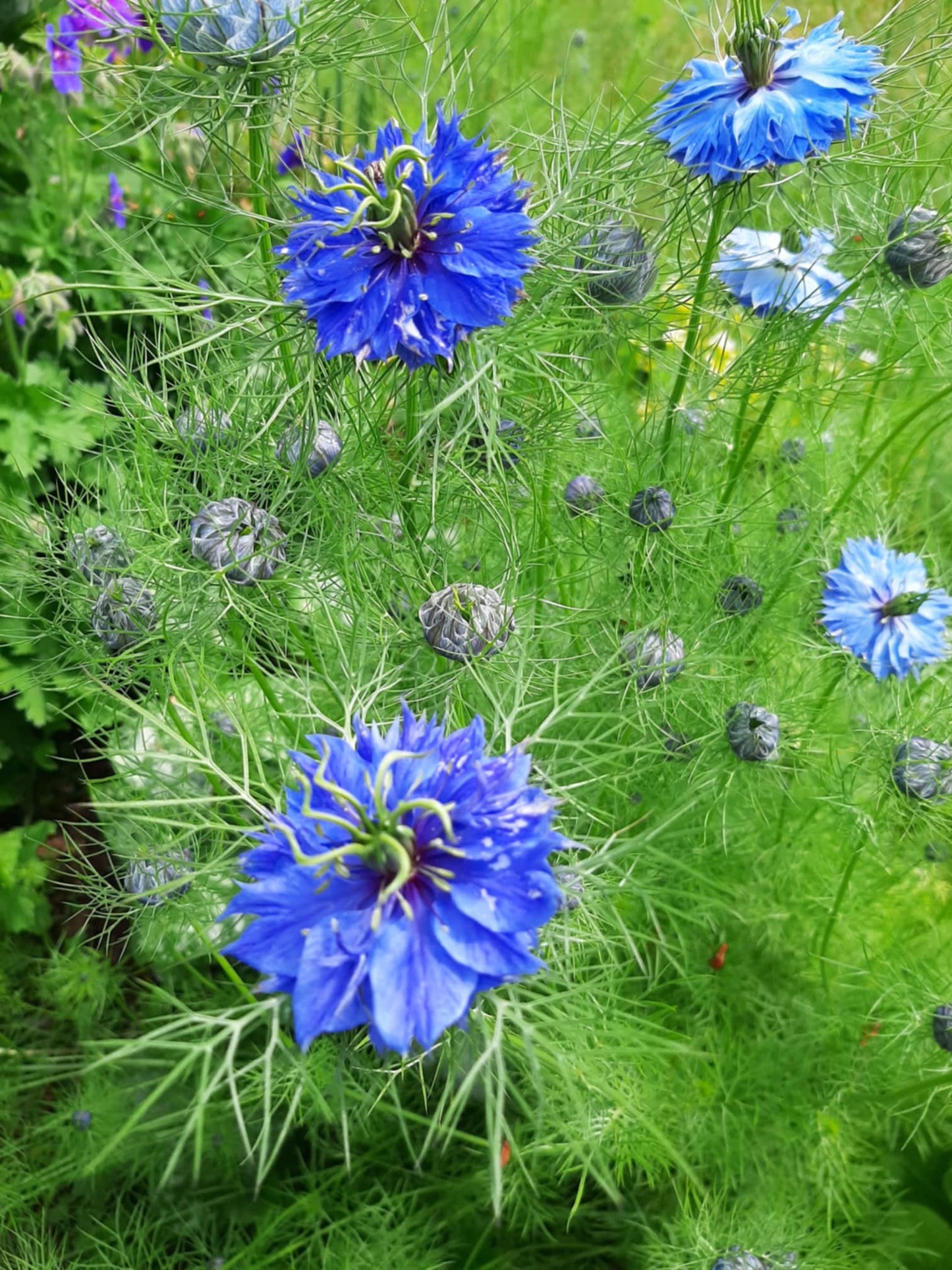 Nigella Blue double
