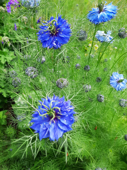 Nigella Blue double
