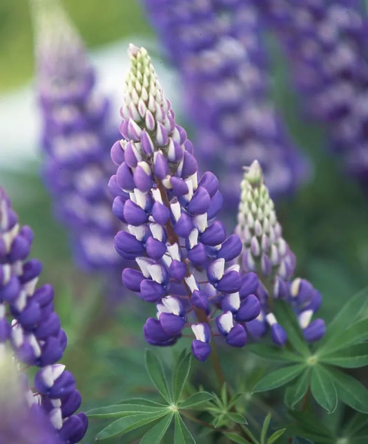 Lupin Blue bicolor