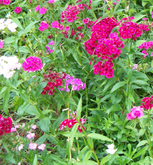 Dianthus barbatus/Sweet William