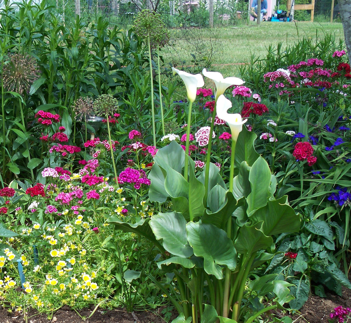 Dianthus barbatus/Sweet William