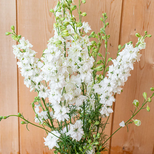 Larkspur white color