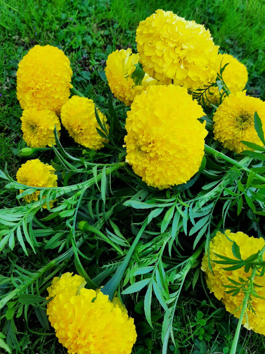 Mexican marigolds "Moonlight"