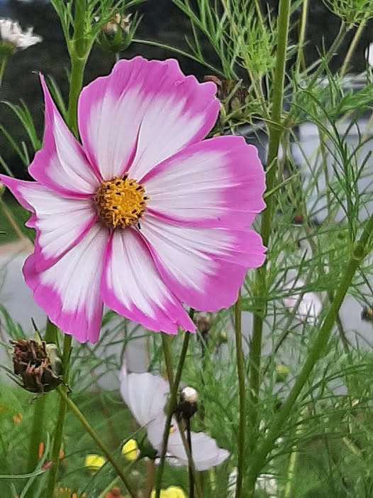 Cosmos "Picotee"