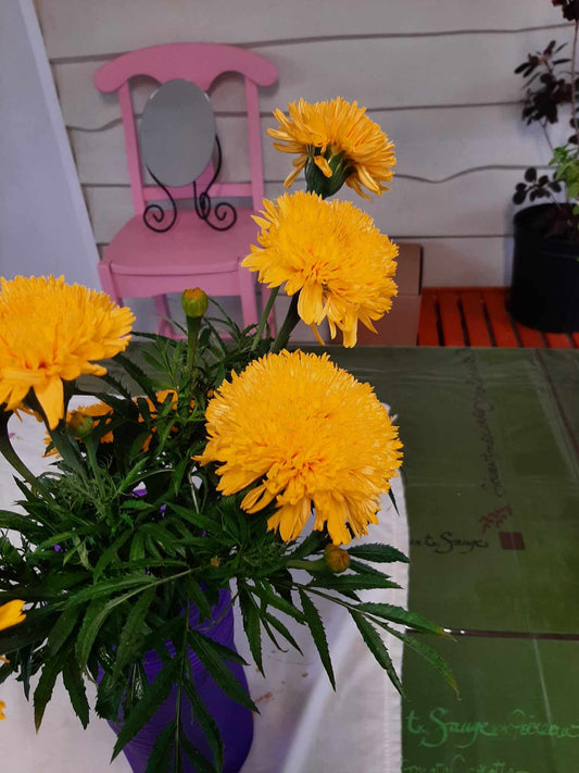 Mexican marigolds "Fantastic" orange