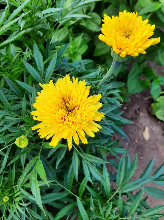 Mexican marigolds mix