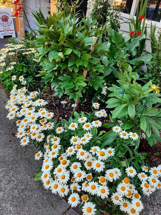 Shasta Daisy (ported plant)