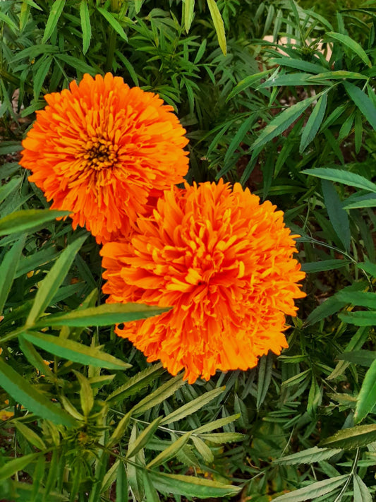 Mexican marigolds "Hawaii"