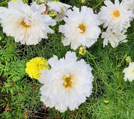 Cosmos bipinnatus "Snow Puff"