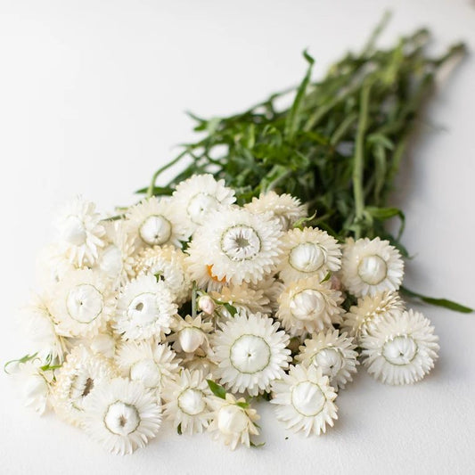 Helichrysum  (strawflowers) vintage white