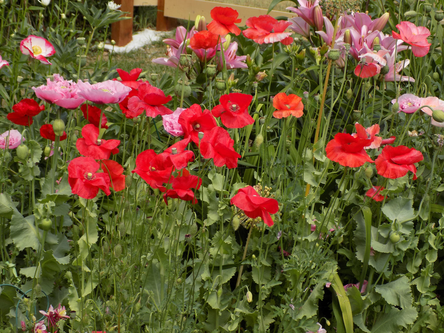 Poppy wild mix