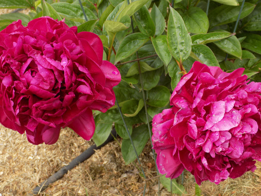 Burgundy peony