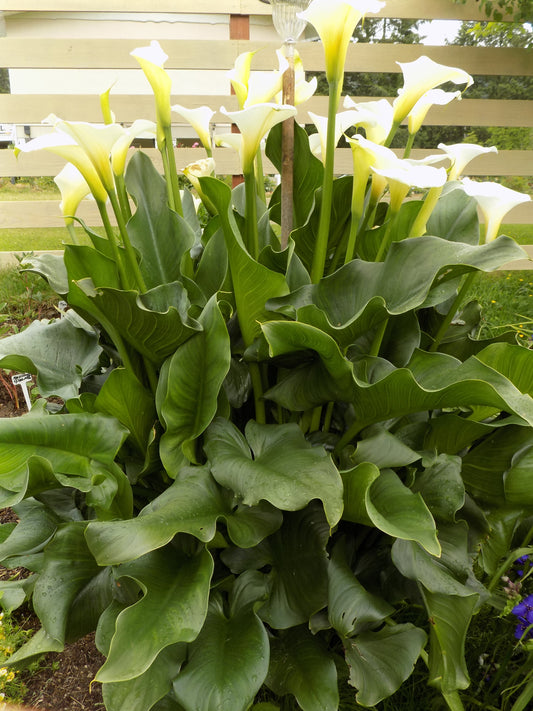 Calla lily plant